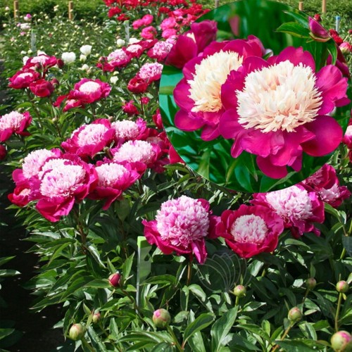 Paeonia lactiflora 'White Cap' - Valgeõieline pojeng 'White Cap'